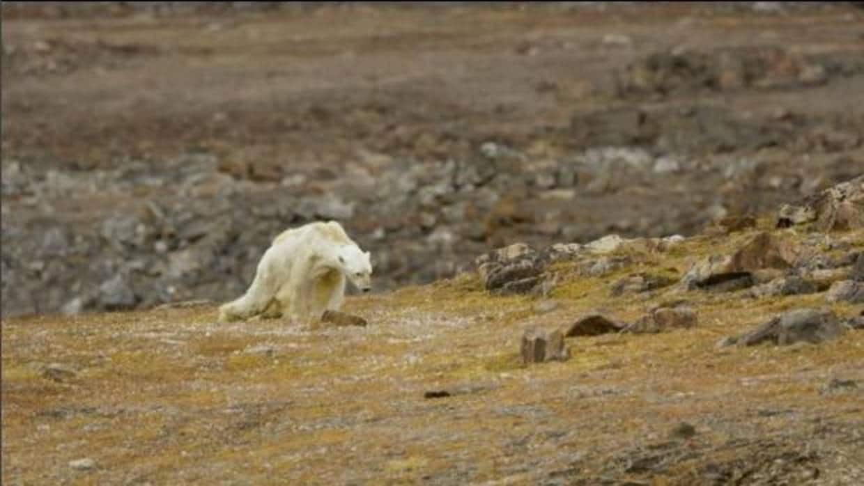 Imagen del famélico oso polar grabado en Canadá