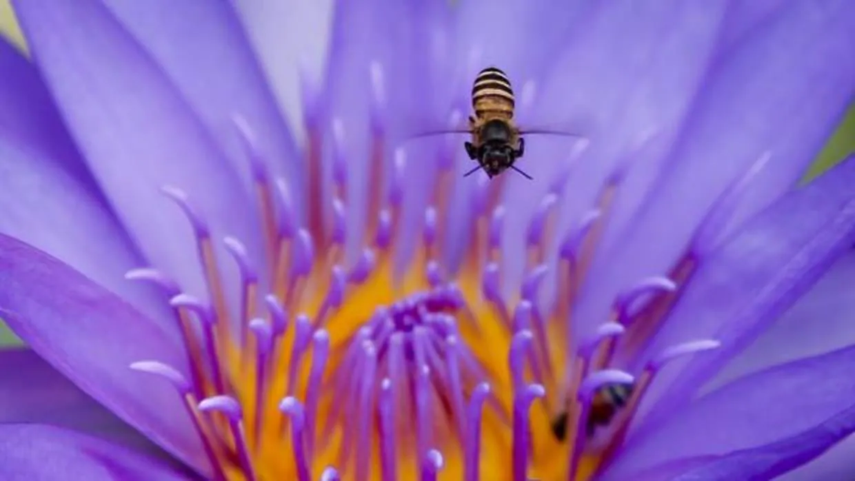 Una abeja de la miel recolecta polen en una flor de loto en Bangkok