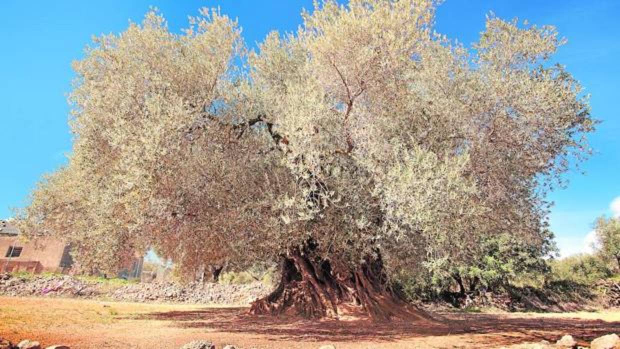 El territorio del Sénia es un paraje único en el mundo en cuanto a concentración de olivos milenarios