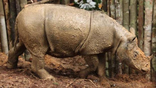 El rinoceronte de Sumatra lleva 9.000 años al borde de la extinción