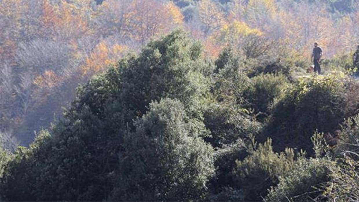 Un bosque de hayas con poca hoja en segundo término y un encinar en primer plano en el parque natural del Montseny