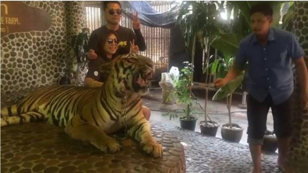 Vídeo: Acusan a un zoo de Tailandia de maltratar a un tigre para que luzca más fiero en los selfies