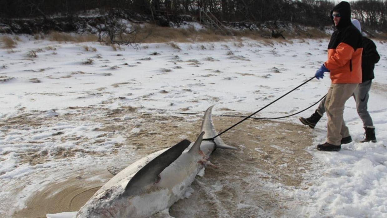 Aparecen tiburones «congelados hasta la muerte» por las bajas temperaturas de la costa este de EE.UU.