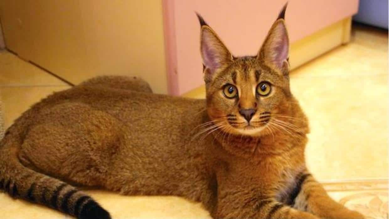 Caracat, el extraño cruce de gato doméstico y lince salvaje que se vende como mascota exótica