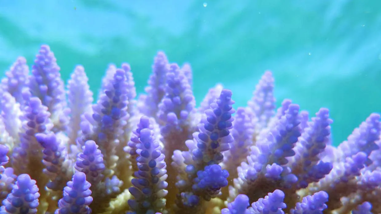 Los arrecifes quintuplican su frecuencia de blanqueamiento en los últimos 30 años
