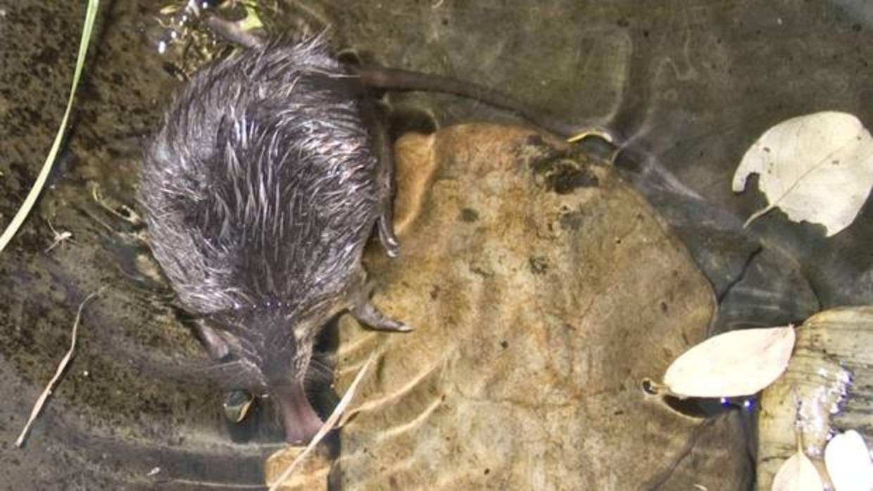 El desmán ibérico es un topo de agua de comportamiento nocturno y huidizo