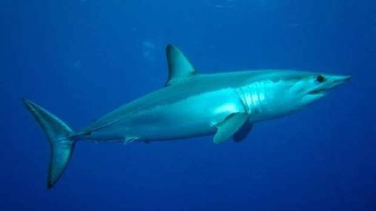 El declive de los tiburones puede cambiar la fisonomía de los peces