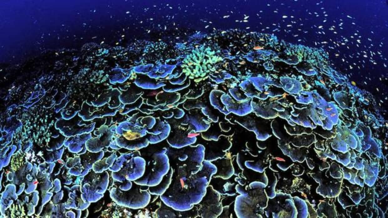 Los corales son más propensos a enfermedades por culpa de los plásticos