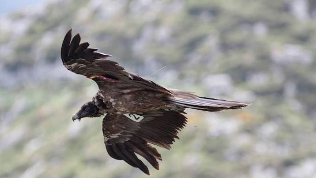 Documentan el primer trío entre dos hembras y un macho de quebrantahuesos del Pirineo