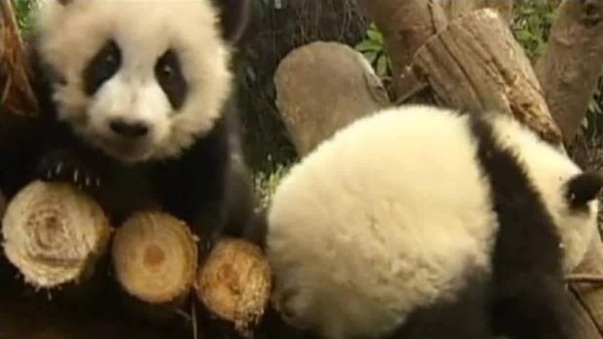 Acusan, de nuevo, de maltratar a pandas a la principal reserva de la especie en China