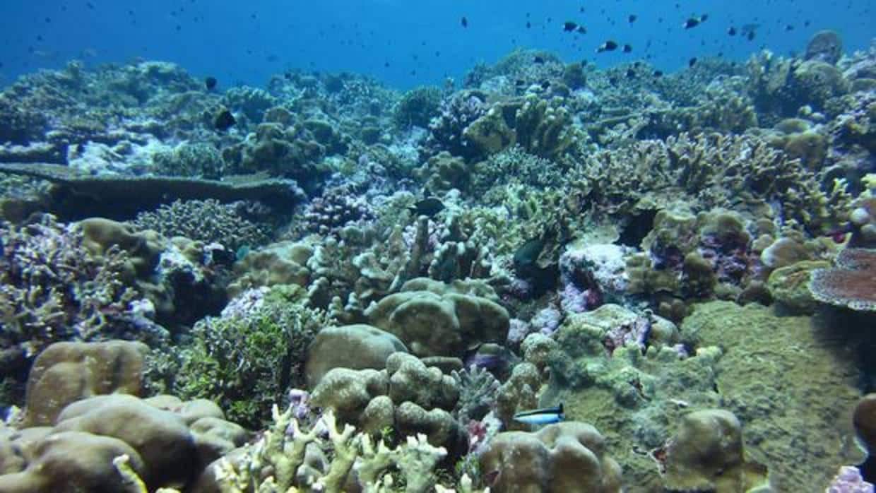 La acidificación de los océanos dificultar que los corales construyan sus esqueletos