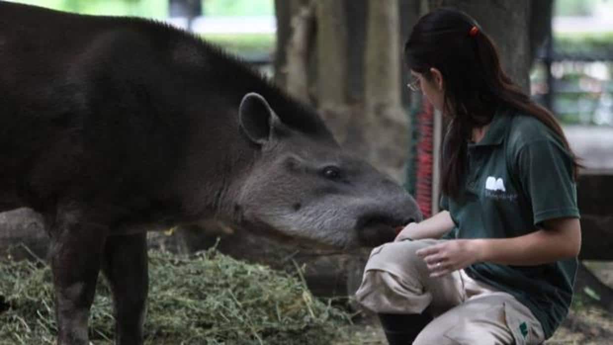Entrenadores para animales, claves en el cambio de paradigma de los zoos