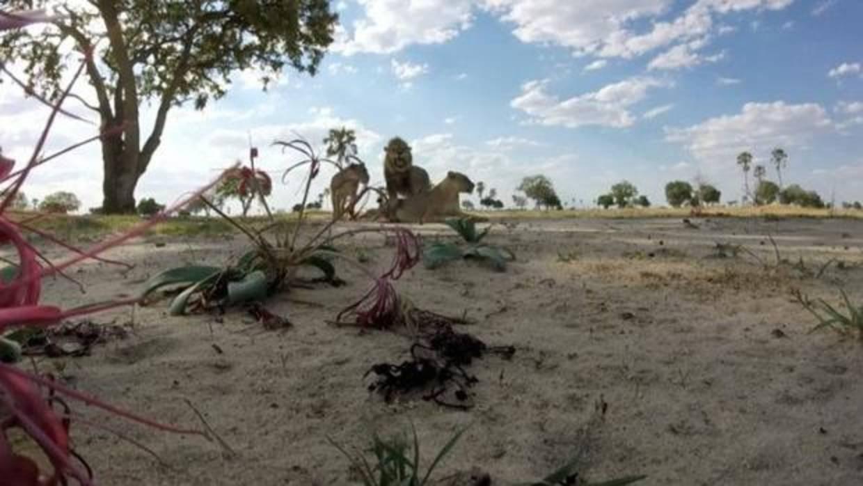 Los patrones macroecológicos «se pueden contar con los dedos de las manos»