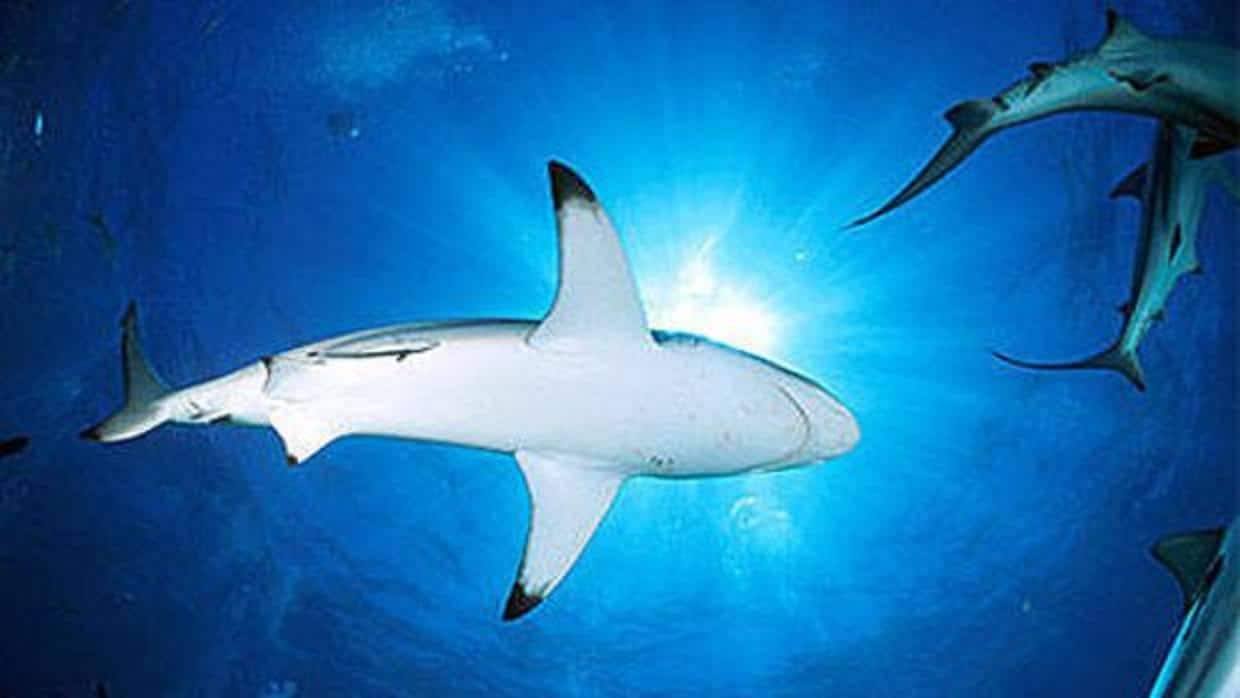 Repuntan los ataques de tiburones: 88 en 2017
