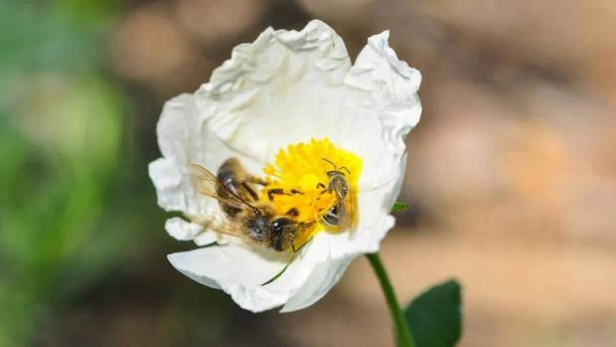 Algunas plantas ven disminuido su éxito reproductivo en zonas con altas poblaciones de las abejas de apicultura