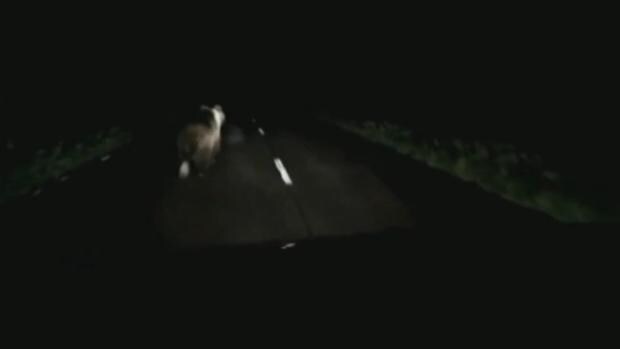 Un hombre se enfrenta a una multa de hasta doscientos mil euros por perseguir a un oso con la furgoneta