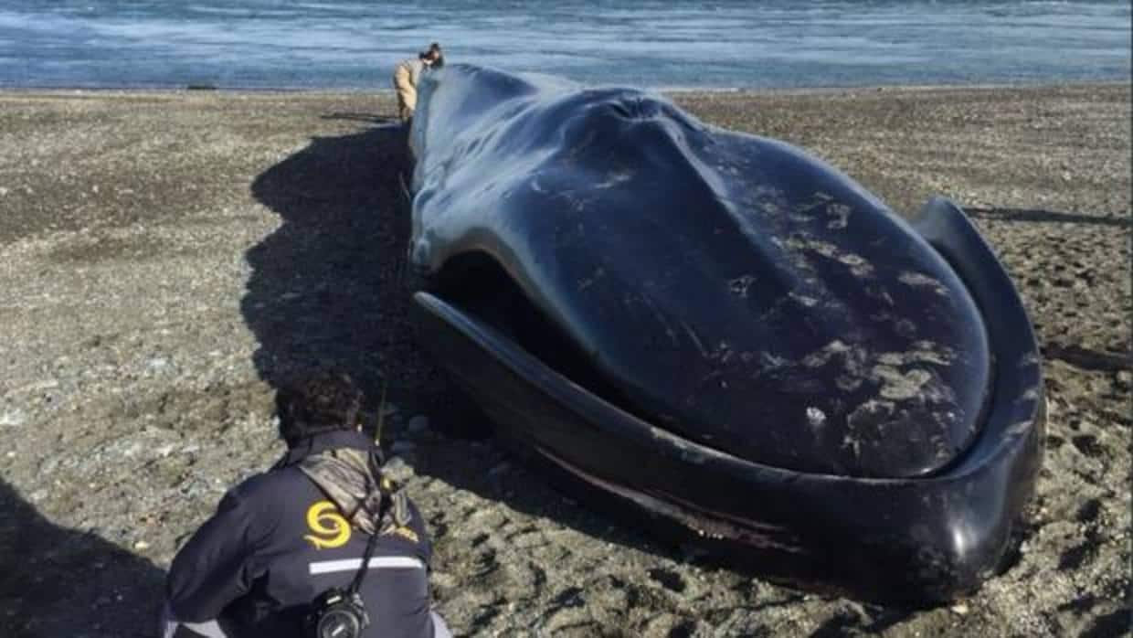 La ballena azul varó en la costa chilena el fin de semana pasado