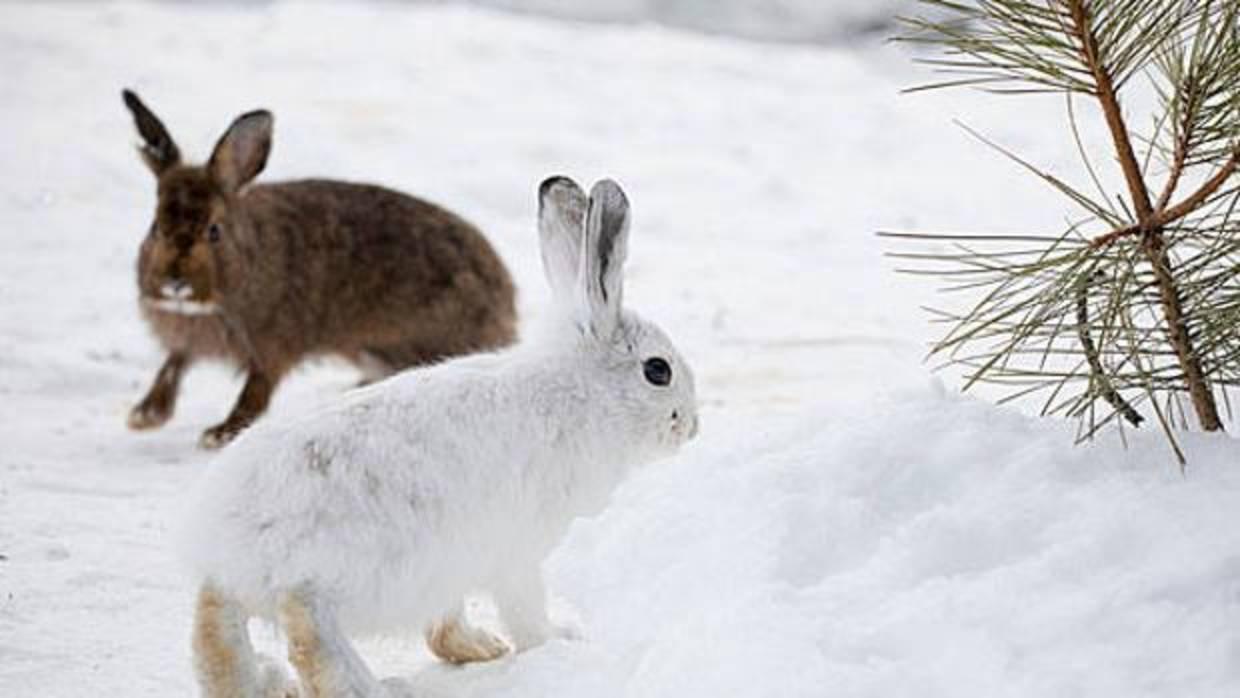 La disminución mundial de la capa de nieve puede tener un impacto dramático en los animales que cambian los colores de su abrigo con las estaciones