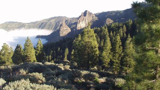 Alimentos y productos forestales