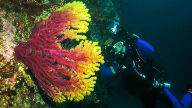 El océano que rodea las Galápagos lleva calentándose desde 1970