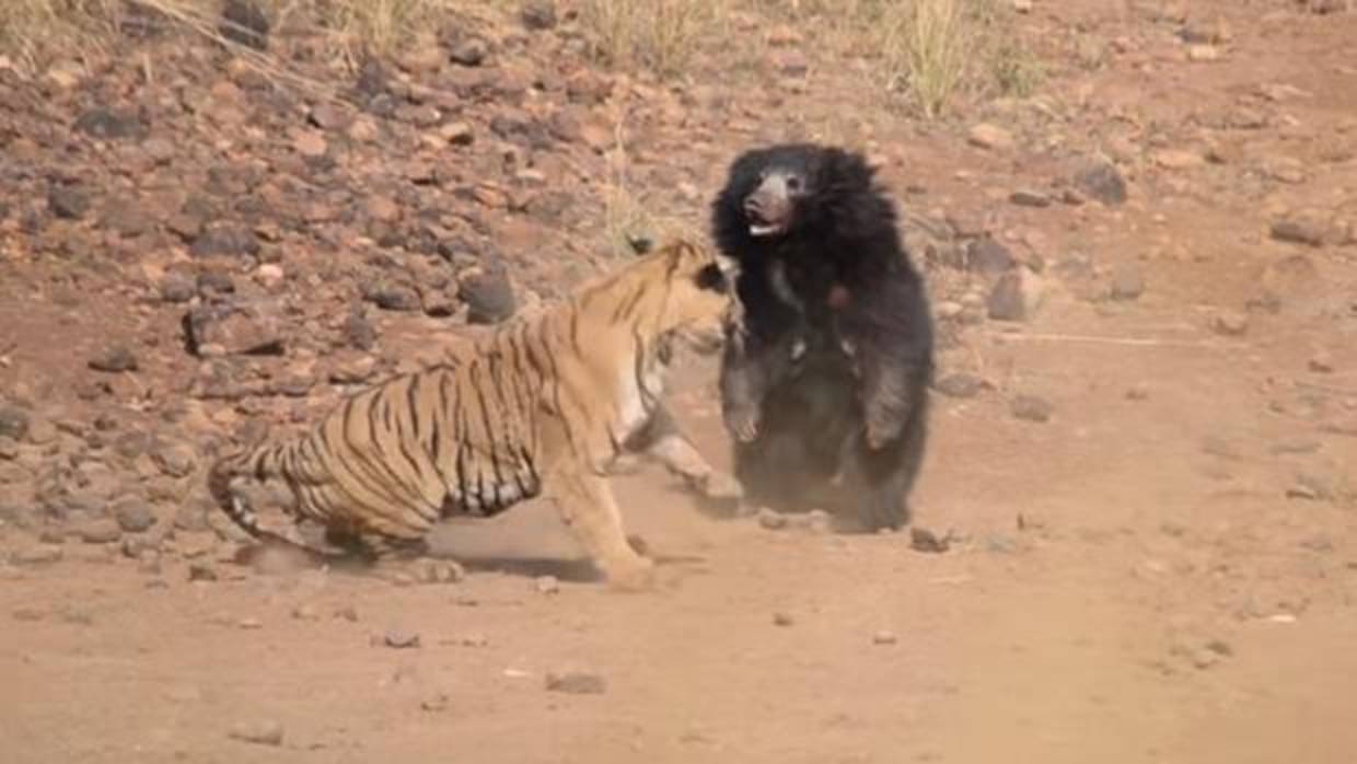 La pelea entre el tigre y la hembra de oso perezoso fue grabada en India