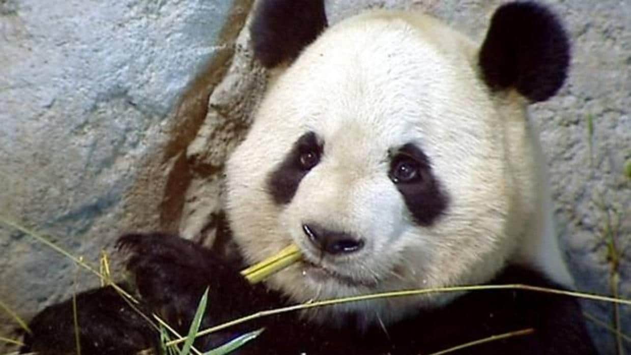 Temen por la vida del primer panda de la especie que ha sido operado