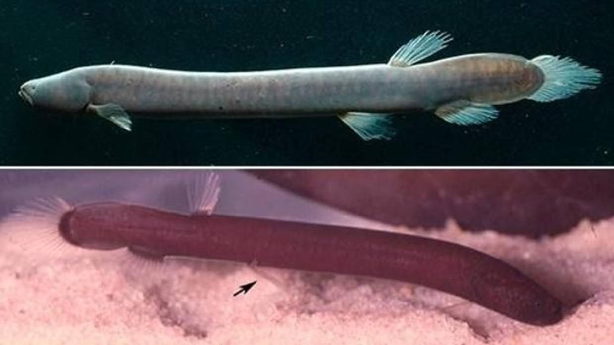 Descubren una nueva familia de peces amazónicos: es la primera en 40 años