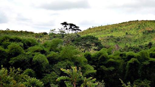 ¿Los árboles urbanos crecen más rápidos que los de zonas rurales?