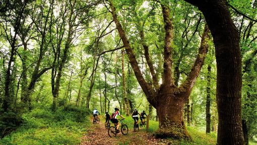 Respuestas al cuestionario sobre Bosques y Ciudades