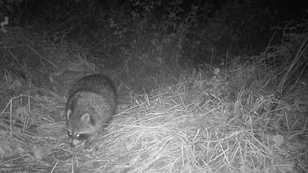 Alertan de la necesidad de controlar al mapache en Europa