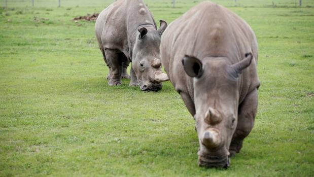 El Zoo de San Diego conserva células de rinoceronte blanco del norte para asegurar su supervivencia