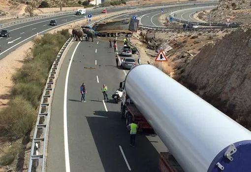 Accidente en la A-30 a su paso por la provincia de Albacete. Un camión que transportaba elefantes volcó, quedando libres éstos