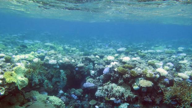 Los episodios de blanqueamiento reducen la diversidad de los peces de arrecifes