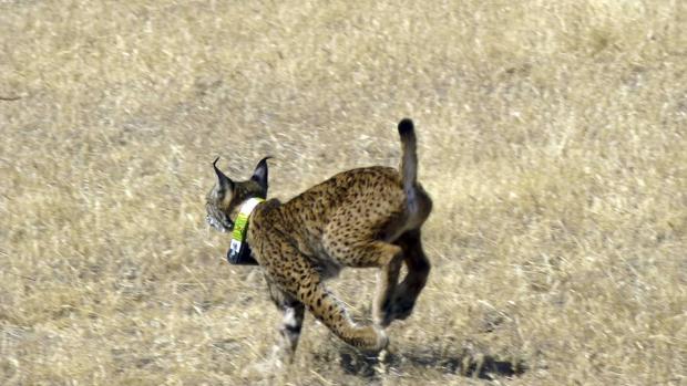 Uno de cada cinco tramos de carreteras andaluzas es de alto riesgo para el lince ibérico