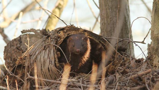 Las especies invasoras son el principal factor de extinción de la biodiversidad