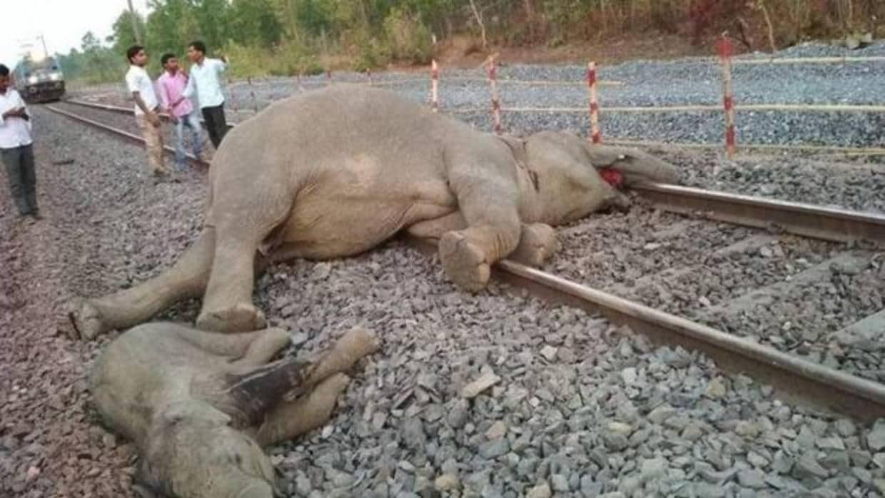 Mueren cuatro elefantes tras ser arrollados por un tren en India