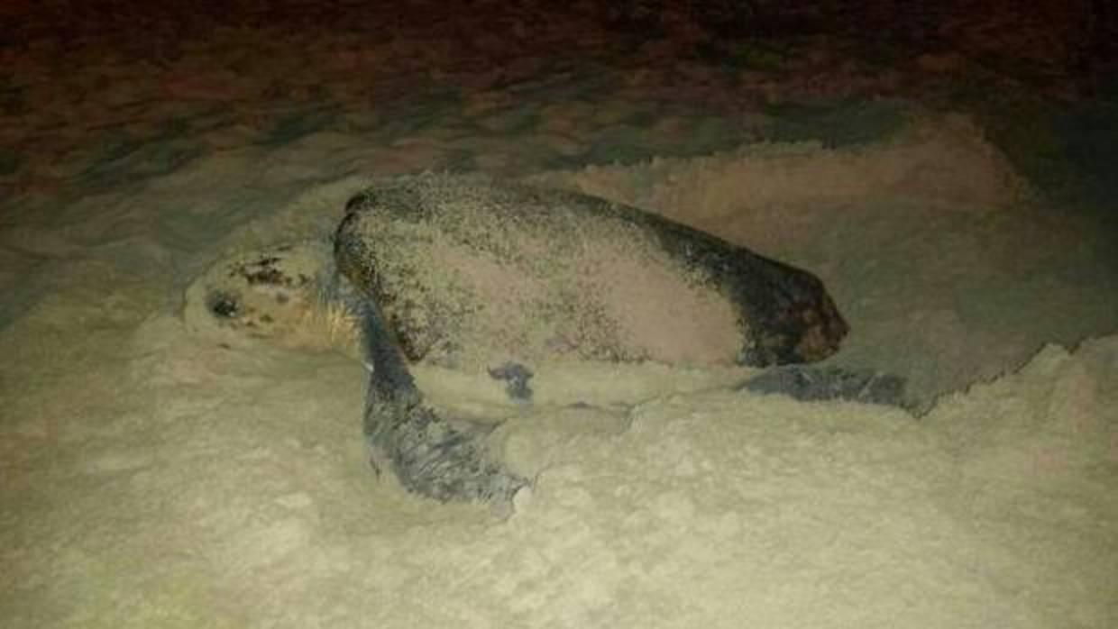 Piden que los esfuerzos de conservación de las tortugas consideren el campo magnético de las playas
