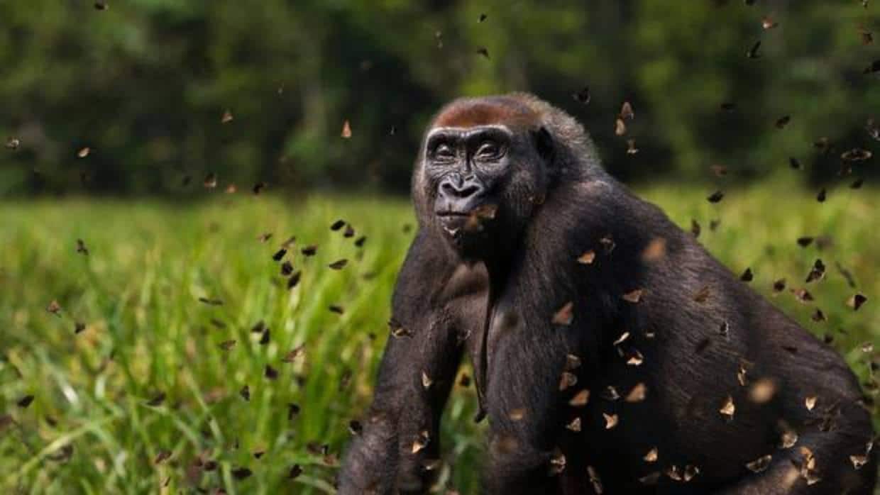 África ecuatorial alberga más gorilas y chimpancés de los que se creía