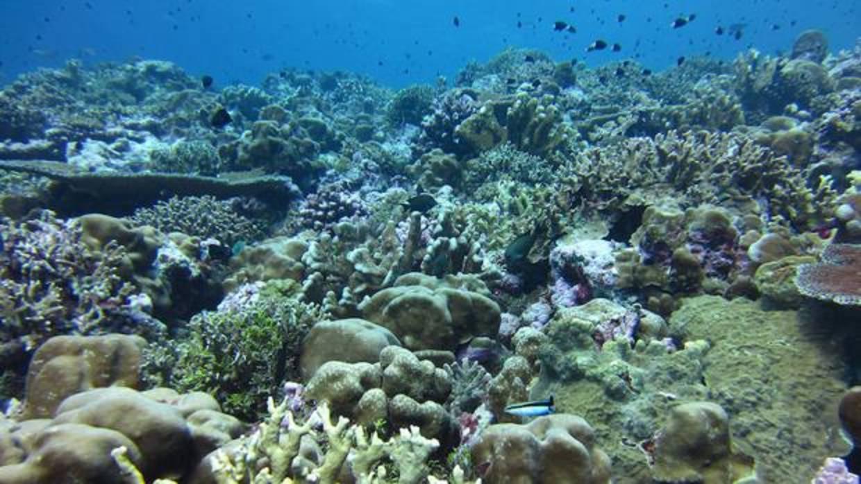 La Gran Barrera de Coral, silenciada por los ciclones y los episodios de blanqueamiento