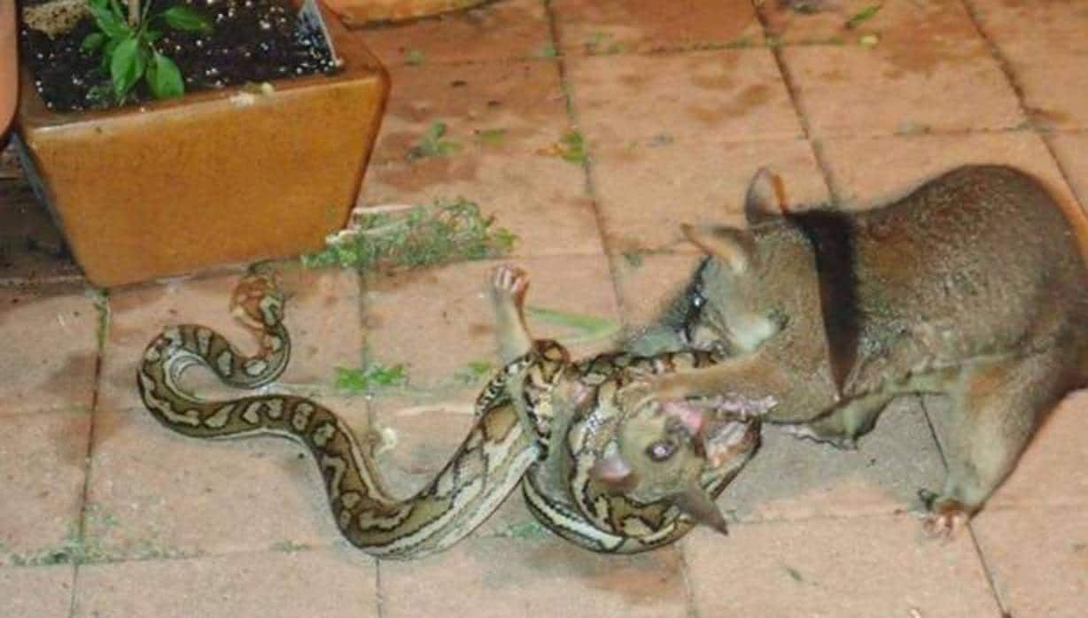 Captura del momento en el que la zarigüeya intenta ayudar a su cría, presa de una serpiente