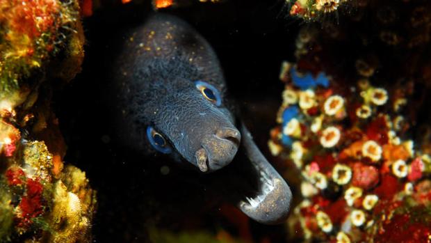 Las Áreas Marinas Protegidas serán inhabitables para la mayoría de especies en 80 años