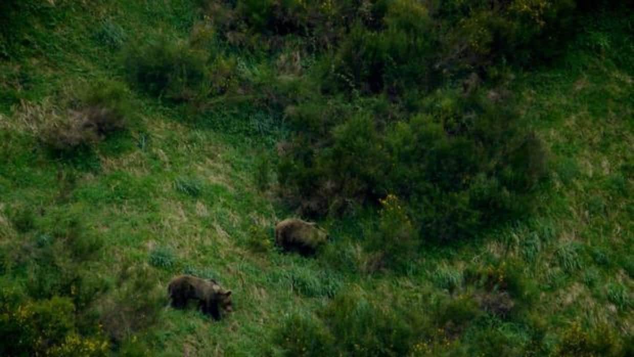 Asturias regulará las actividades de observación de osos