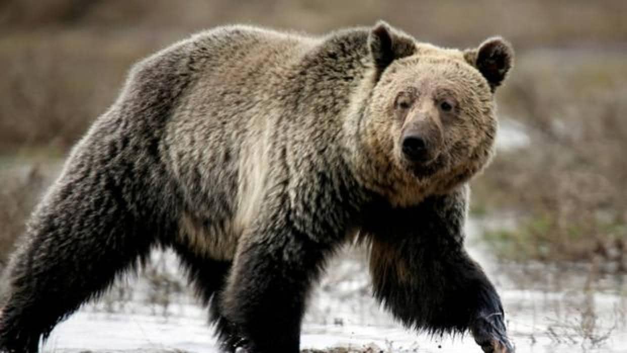 Wyoming aprueba una polémica caza de osos grizzlies en las inmediaciones de Yellowstone