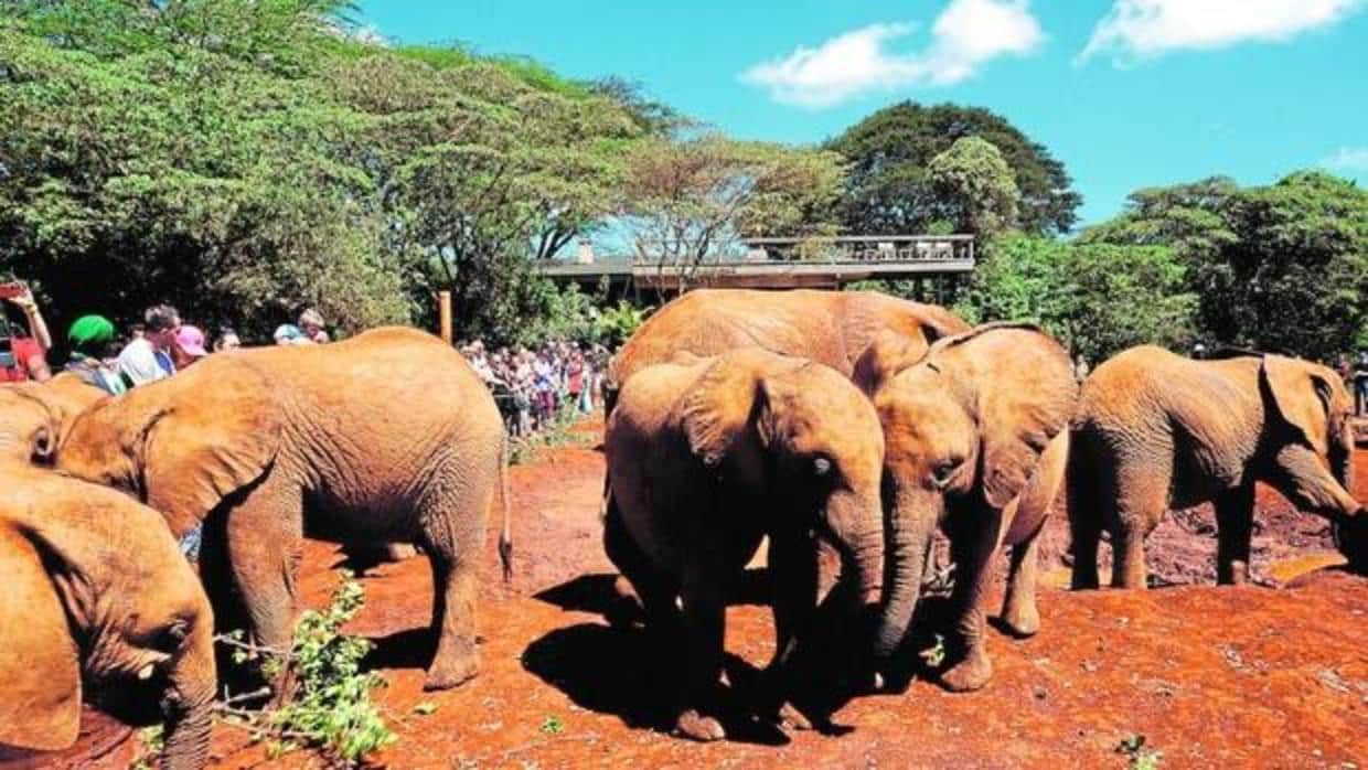 Los elefantes se mudan cuando la caza furtiva les deja huérfanos
