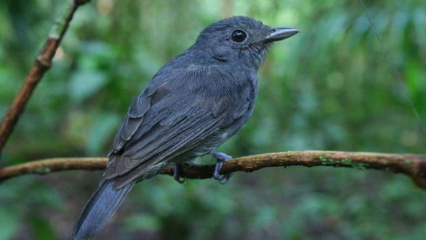 ¿Por qué existen bandadas mixtas de aves en el Amazonas?