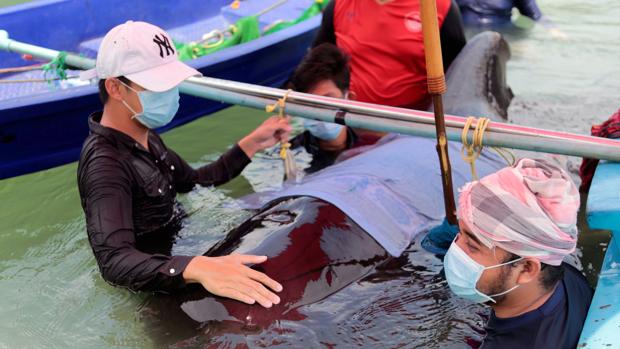 Muere una ballena tras tragarse ochenta bolsas de plástico