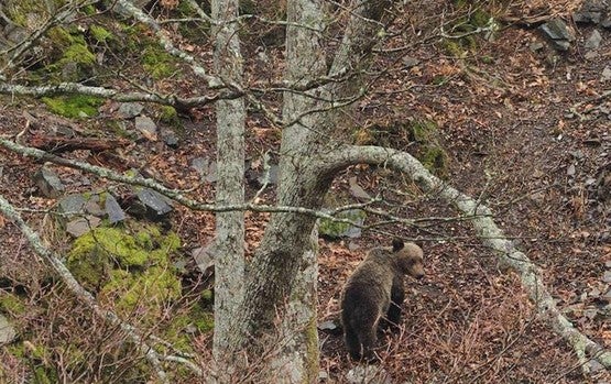 Lobo y oso, dos emblemas ibéricos de desigual reputación