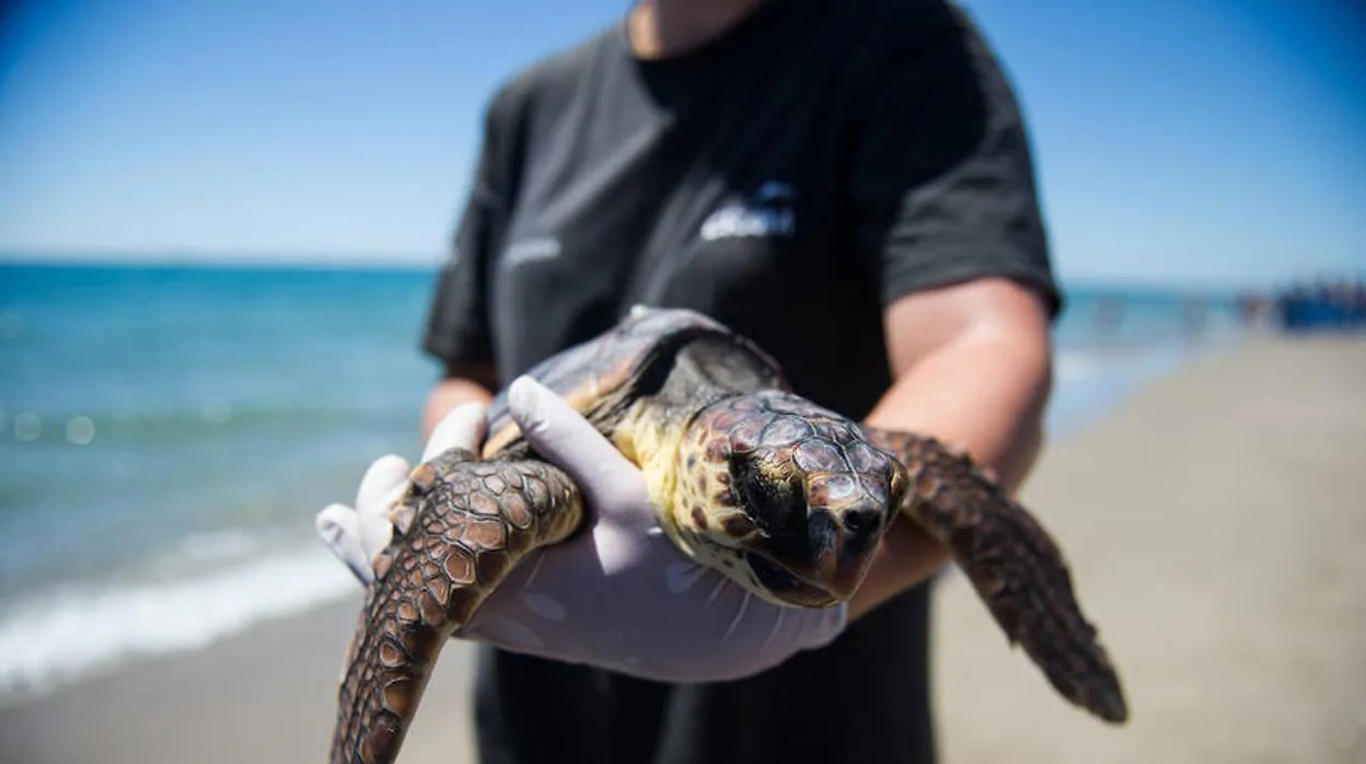 Las tortugas confunden las bolsas de plástico que inundan los océanos con medusas, su alimento favorito
