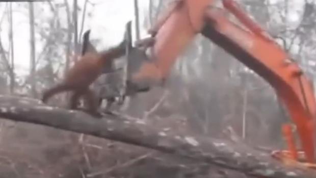 Un orangután lucha contra una excavadora que destroza su hábitat en Indonesia