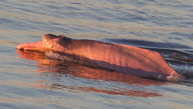 Denuncian el uso clandestino de delfines como cebo para las pesquerías de tiburones